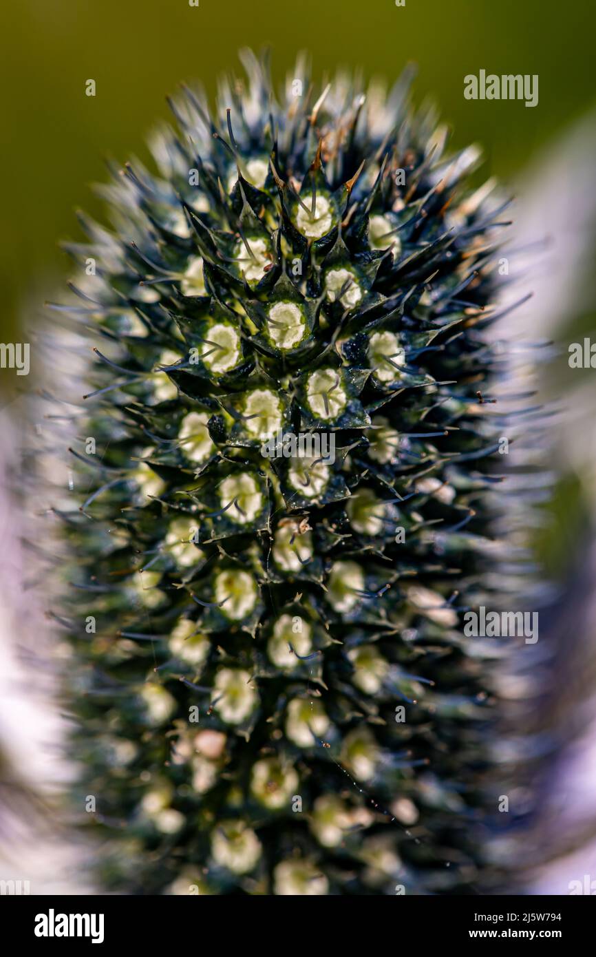 Fleur d'Eryngium alpinum dans le pré, gros plan Banque D'Images