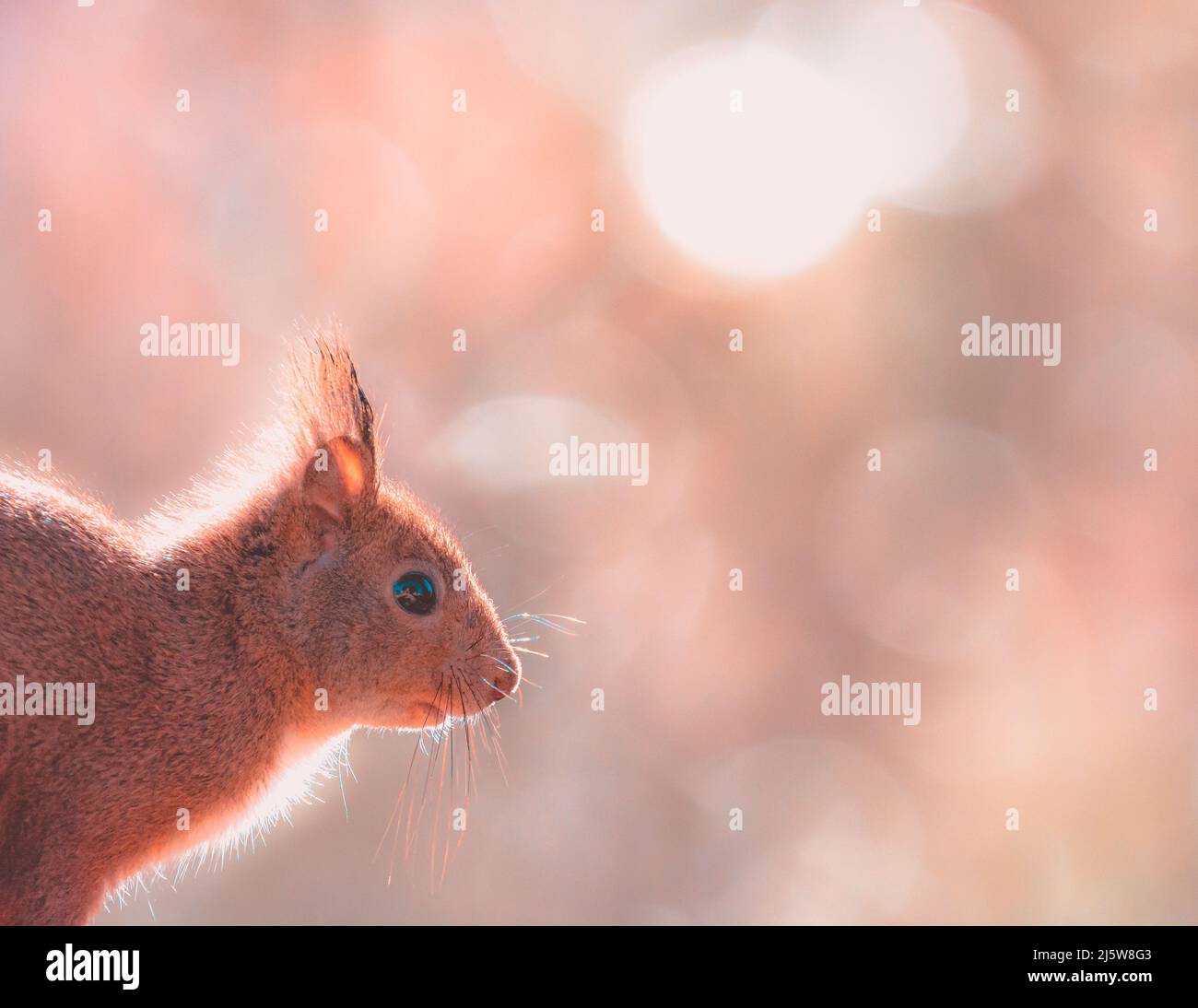 Portrait d'un curieux écureuil rouge eurasien (Sciurus vulgaris) Banque D'Images