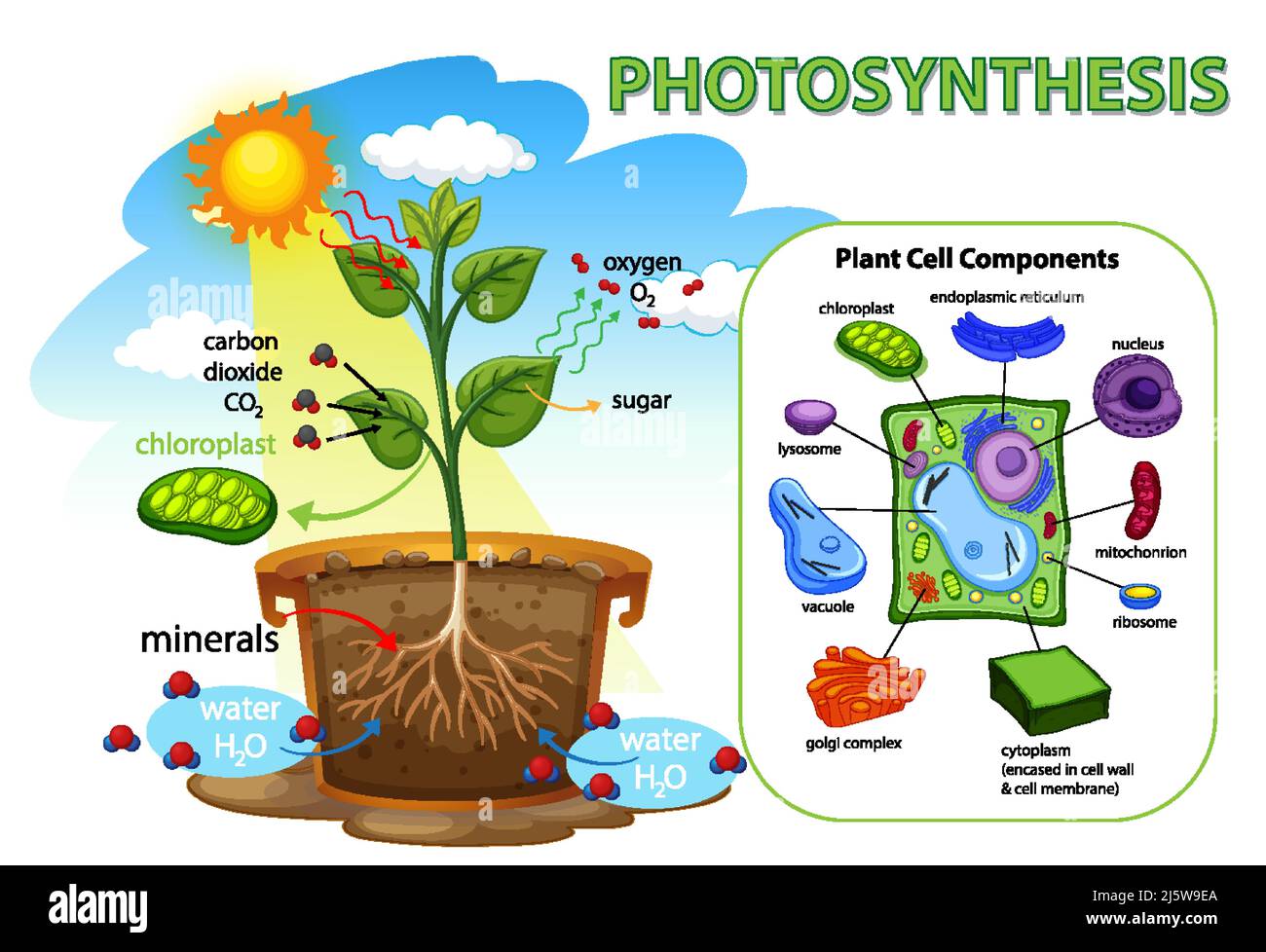 Diagramme montrant la photosynthèse dans l'illustration de la plante Illustration de Vecteur