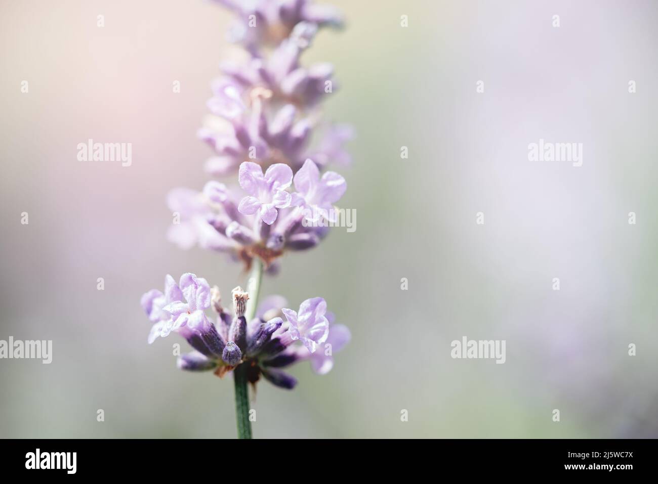 Gros plan macro fleurs lavande. Pourriture végétale avec insectes., lavande ensoleillée. Fleurs de lavande dans le champ. Mise au point douce, Banque D'Images