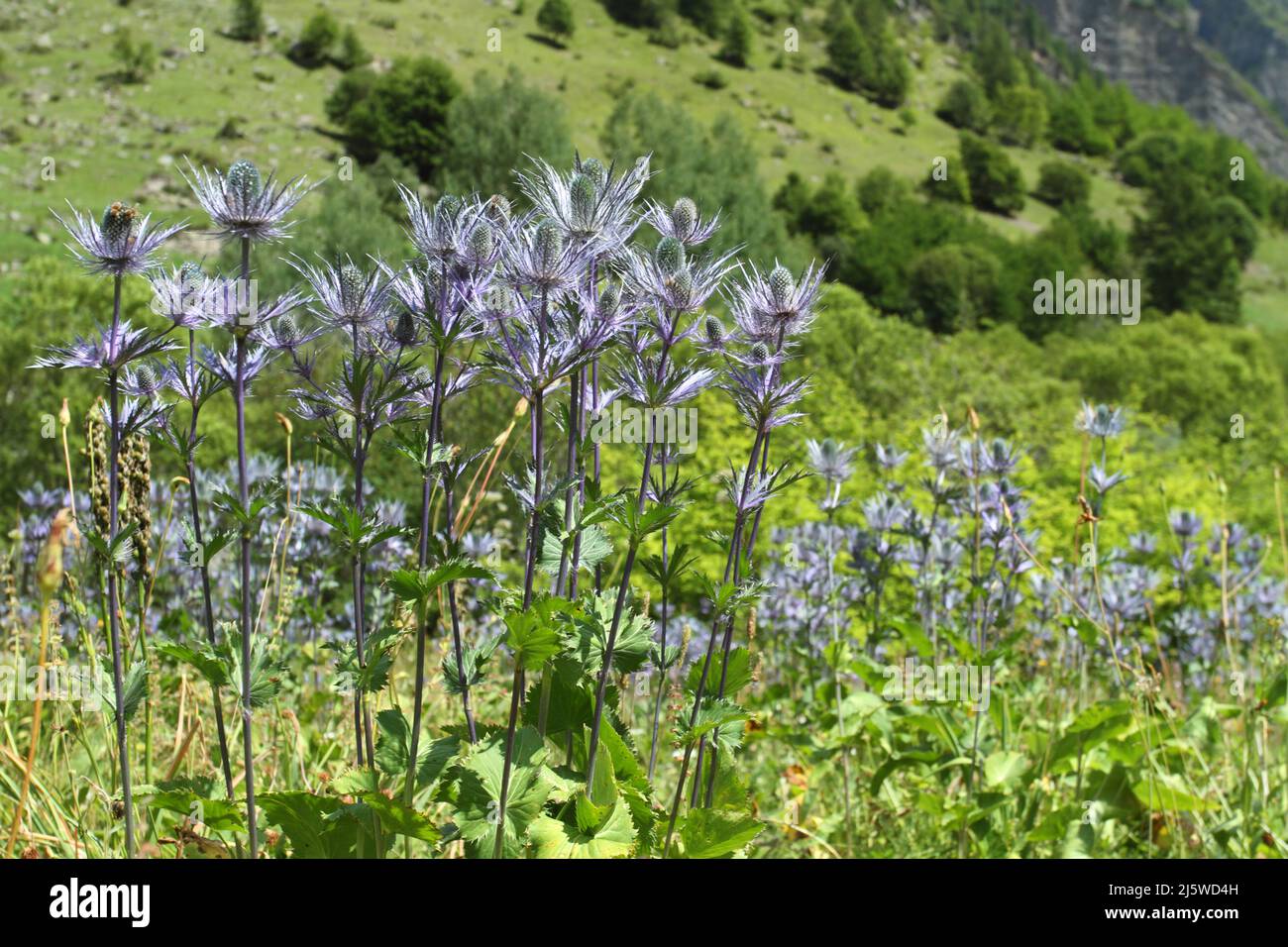 Holly de la mer des Alpes françaises avec des insectes Banque D'Images