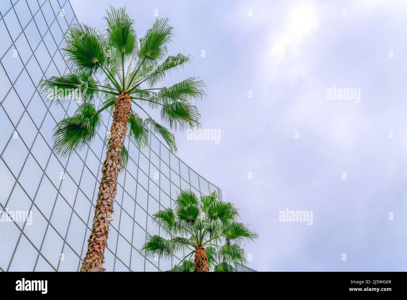 Deux palmiers à l'extérieur du bâtiment en verre de la Silicon Valley, dans la baie de San Jose, en Californie Banque D'Images