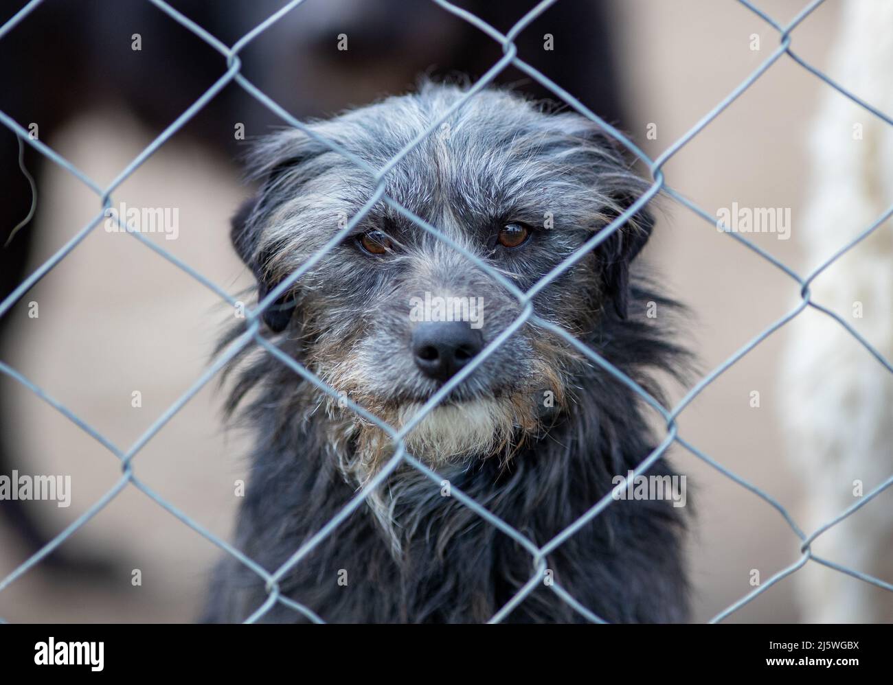 Mignon chien abandonné debout derrière les barreaux en asile pour les vagabonds Banque D'Images