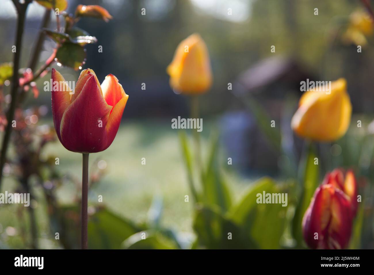 tulipe rouge jaune debout dans le jardin été soleil matin rosée Banque D'Images