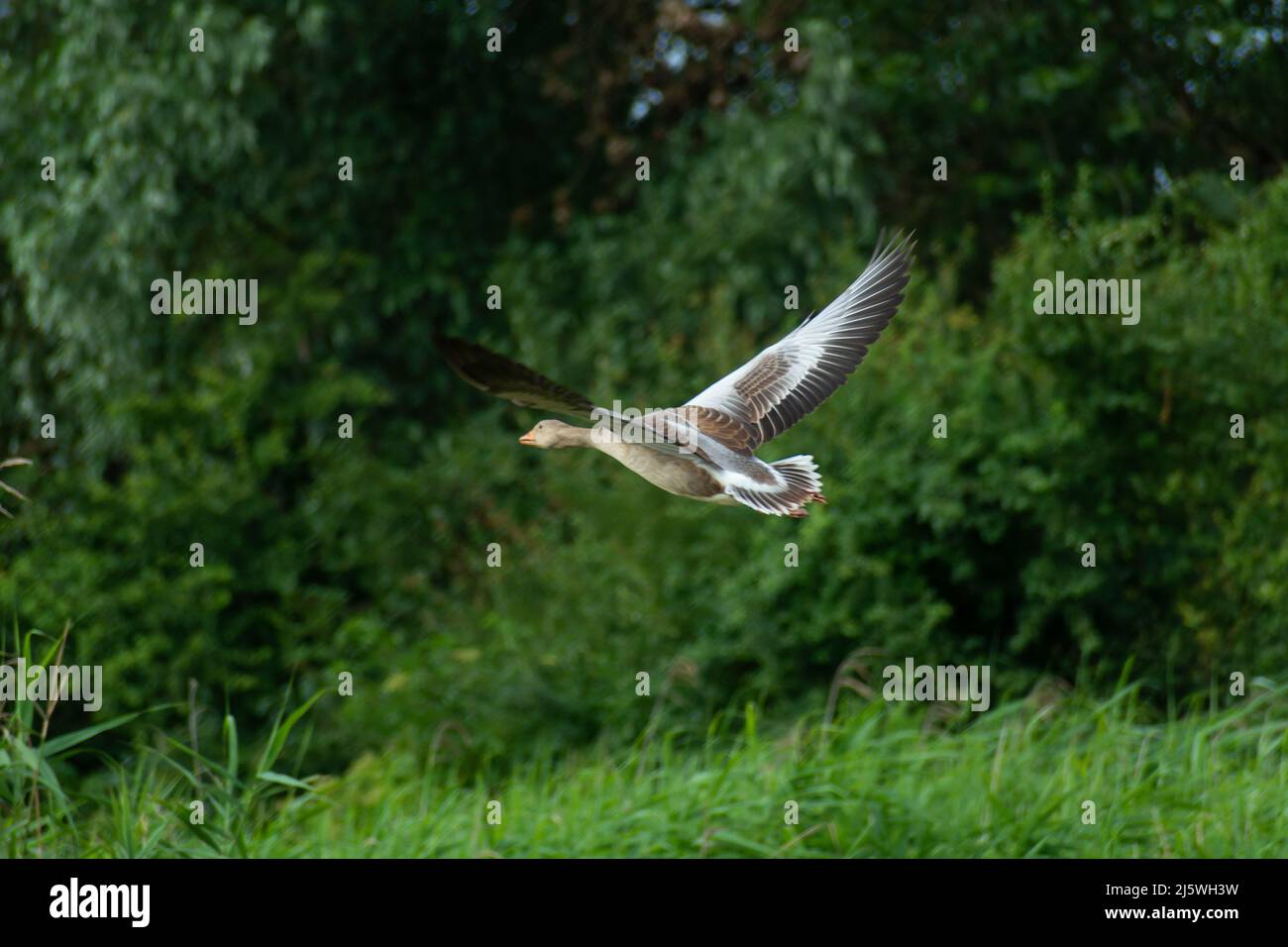 Volant de l'oie des graylag sur le fond des arbres verts Banque D'Images