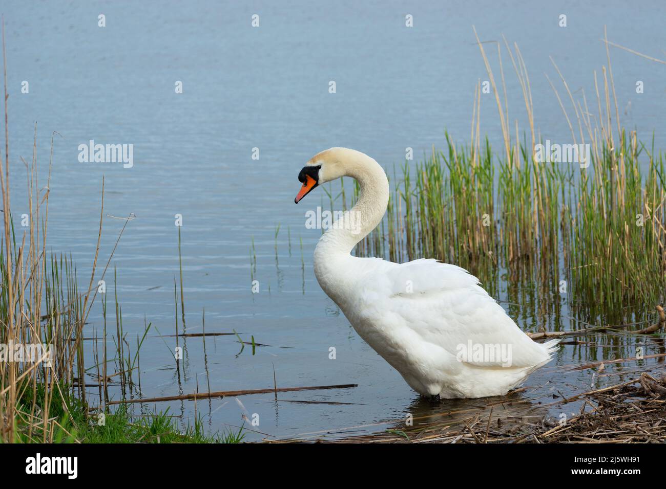 Grand cygne muet debout dans l'eau du lac Banque D'Images