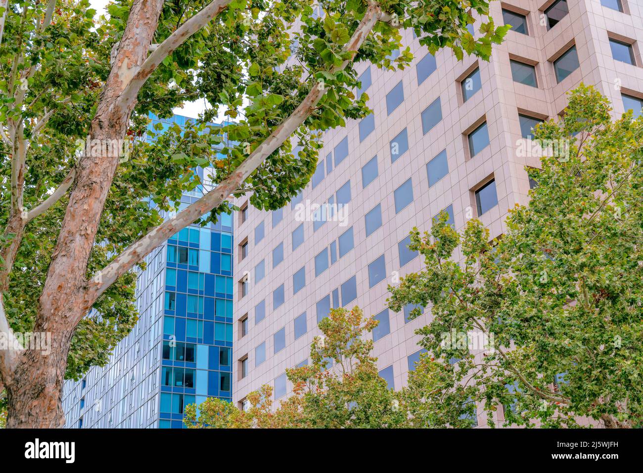 Arbres à l'extérieur de deux grands bâtiments dans la Silicon Valley, San Jose, Californie Banque D'Images