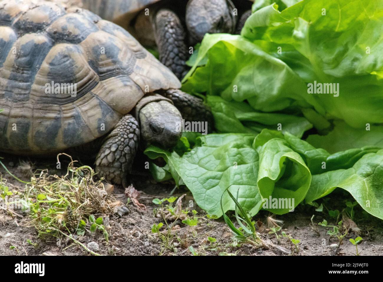 La tortue grecque (Testudo graeca), également connue sous le nom de tortue à éperon,] est une espèce de tortue de la famille des Testudinidae. Elle l'a montré Banque D'Images