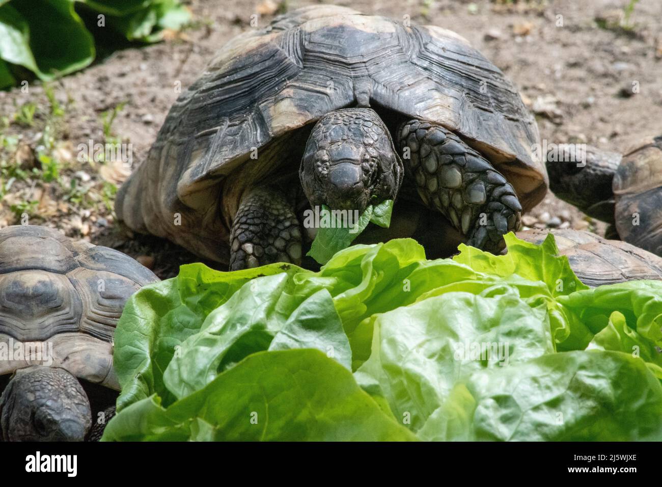 La tortue grecque (Testudo graeca), également connue sous le nom de tortue à éperon,] est une espèce de tortue de la famille des Testudinidae. Elle l'a montré Banque D'Images