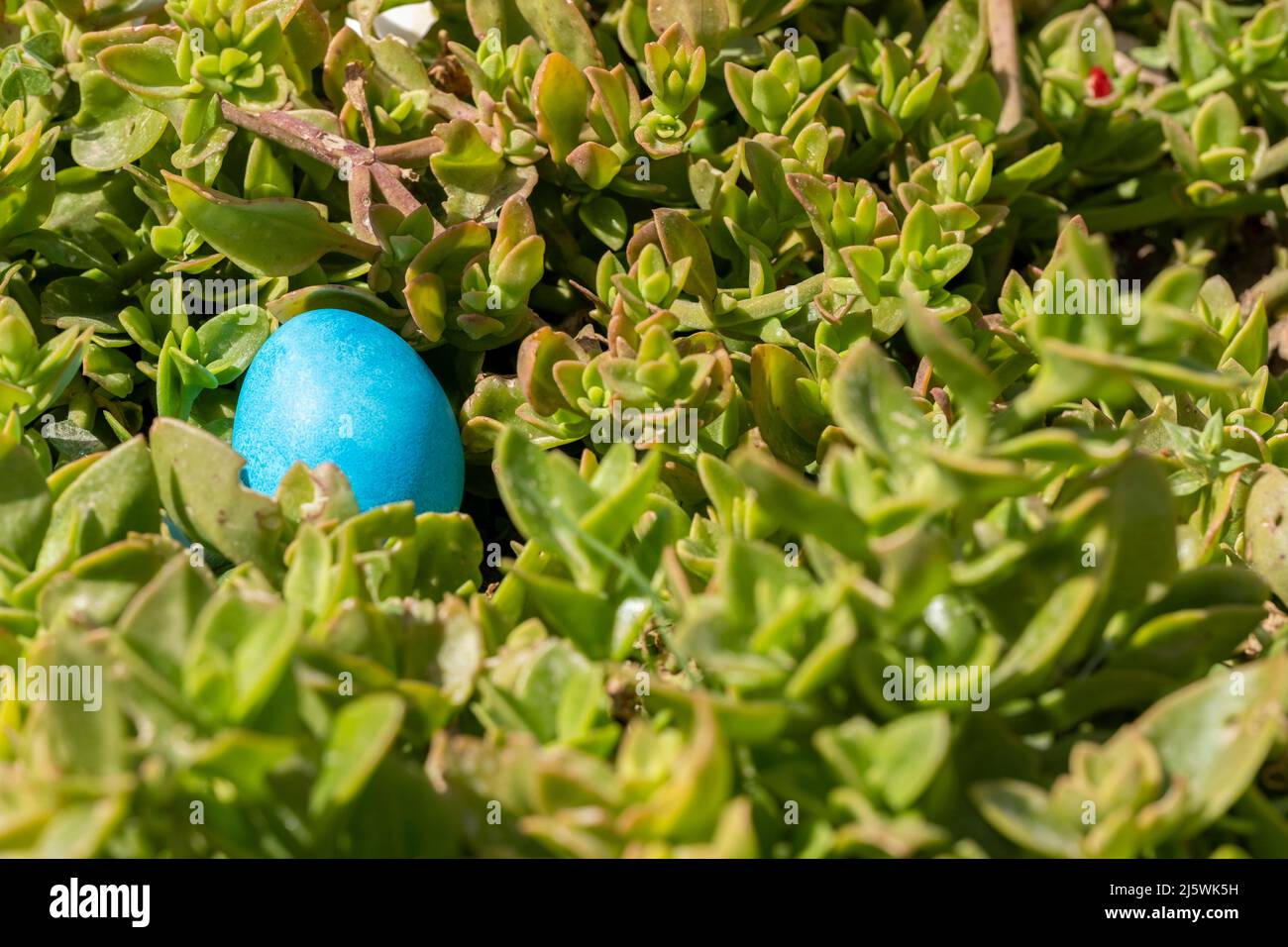 Œuf bleu sur fond vert de prairie floral frais. Concept d'ornement Happy Easter Celebration. Bannière festive colorée. Copier l'espace. Belle carte postale Banque D'Images