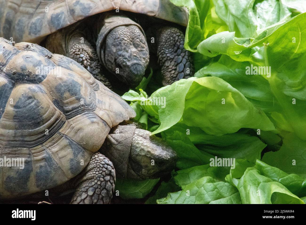 La tortue grecque (Testudo graeca), également connue sous le nom de tortue à éperon,] est une espèce de tortue de la famille des Testudinidae. Elle l'a montré Banque D'Images