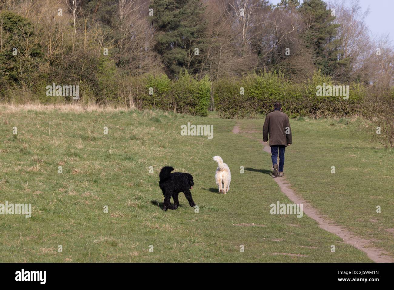 Chien Walkers (Homo sapiens) chien (Canis lupus familiaris) Norfolk GB UK avril 2022 Banque D'Images