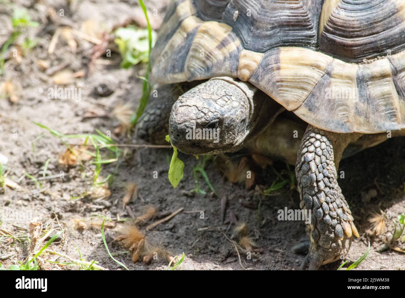La tortue grecque (Testudo graeca), également connue sous le nom de tortue à éperon,] est une espèce de tortue de la famille des Testudinidae. Elle l'a montré Banque D'Images