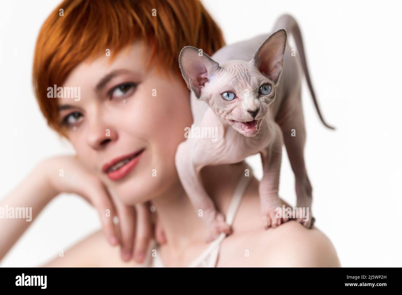 Le chat Sphynx du Canada se tient en position défensive et se méprise sur l'épaule de la jeune femme à tête rouge. Mise au point sélective sur le chaton, faible profondeur de champ Banque D'Images