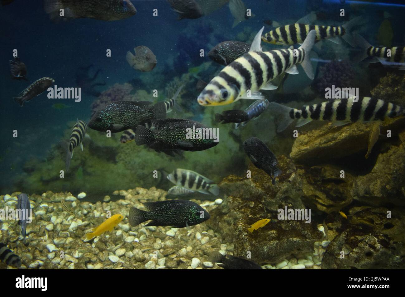 leporinus affinis dans un aquarium Banque D'Images