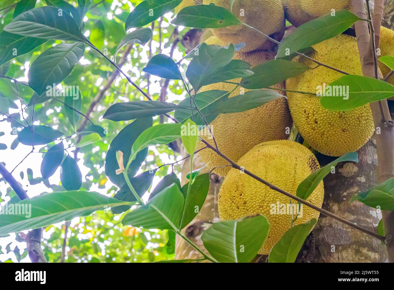 Gros plan de jackfruit, jaca accroché à un arbre de jackfruit. Espèce Artocarpus heterophyllus. Zanzibar, Tanzanie Banque D'Images