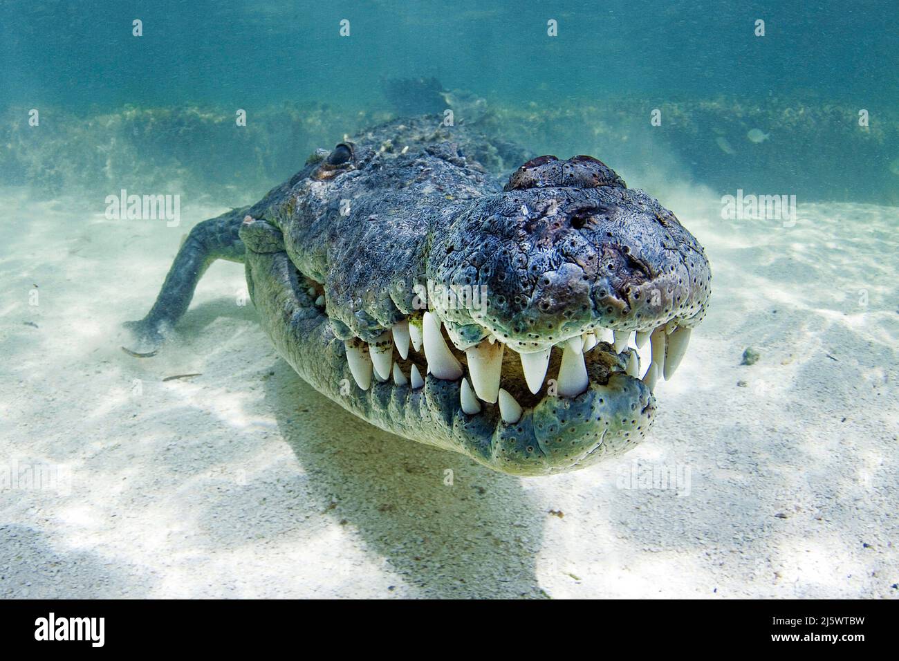 Crocodile américain (Crocodylus acutus), Banco Chinchorro, Quintana Roo, Mexique, Amérique Banque D'Images