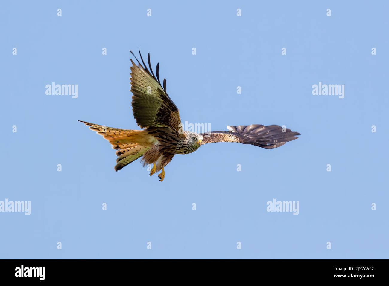 Kite rouge (Milvus milvus) en vol Banque D'Images