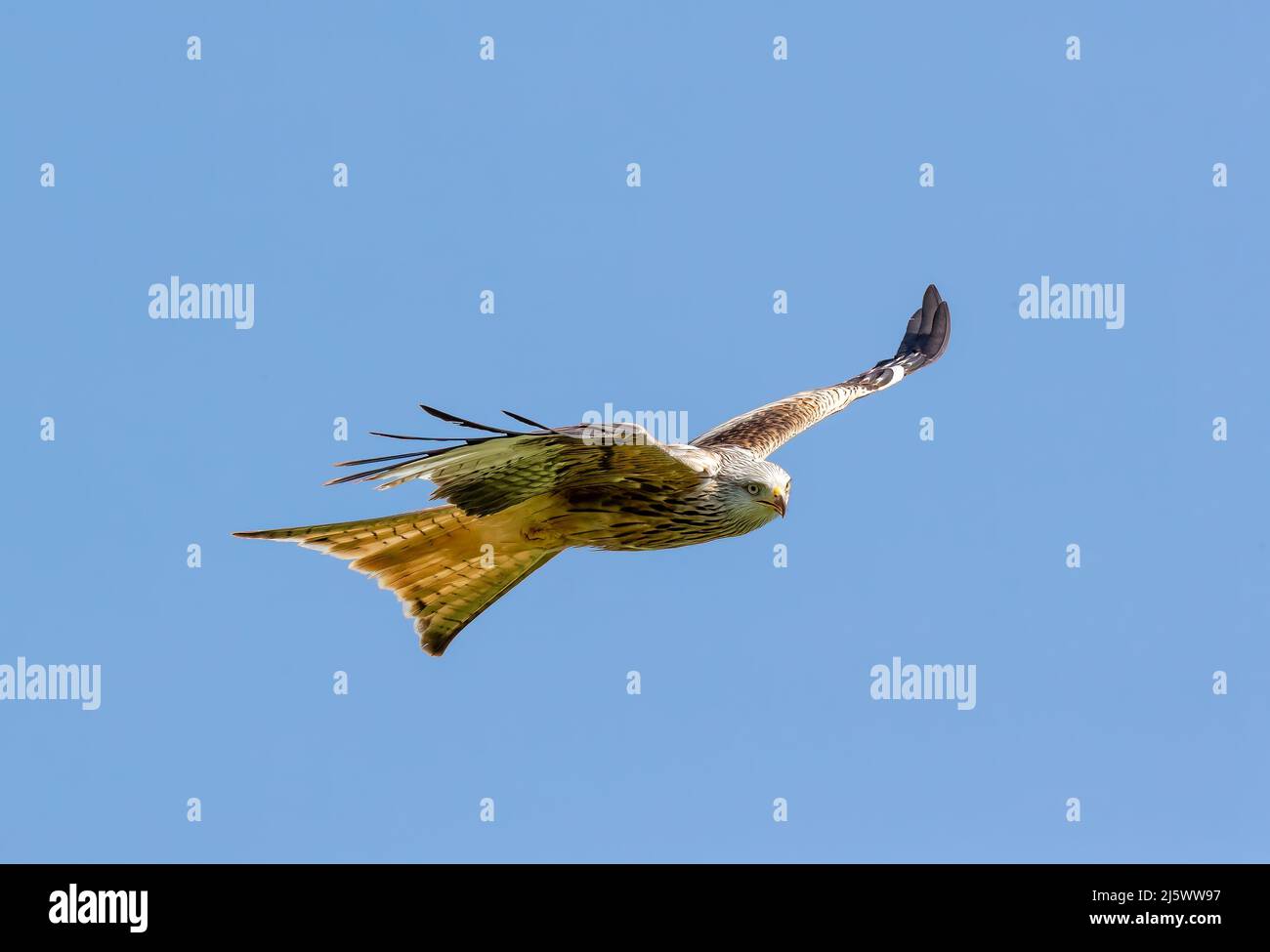 Kite rouge (Milvus milvus) en vol Banque D'Images