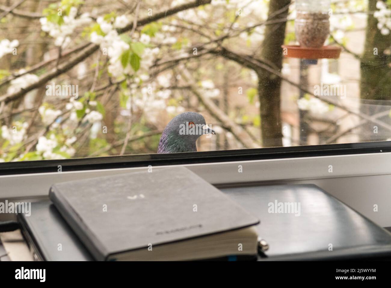 Un pigeon assis sur le rebord d'une fenêtre donnant à l'intérieur de la maison Banque D'Images