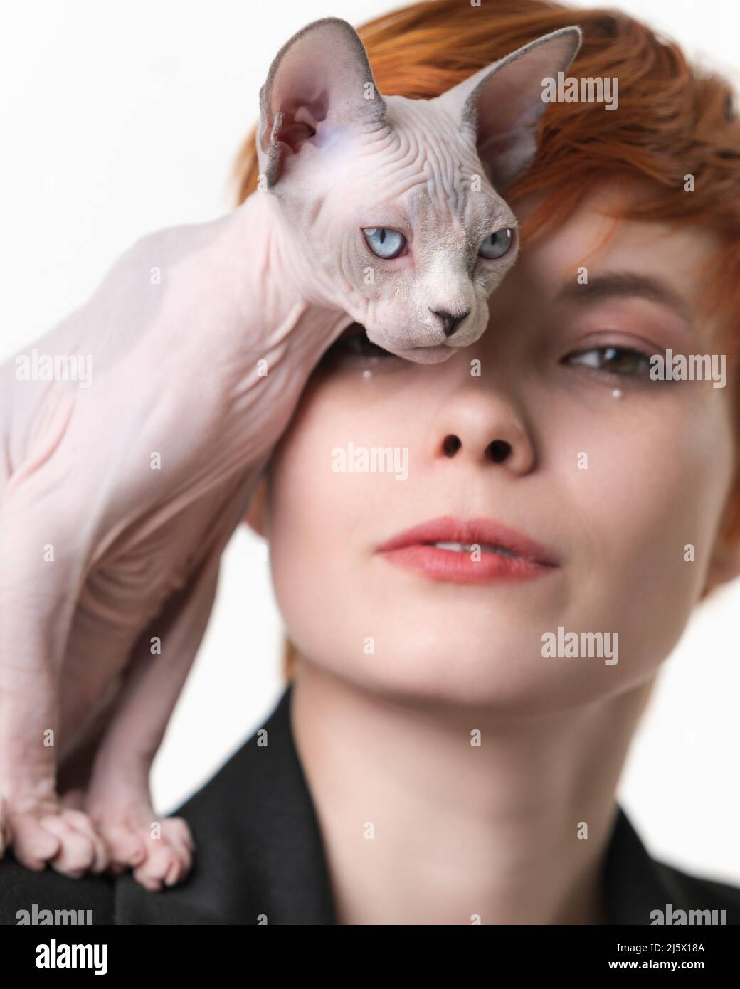 Sphynx Chat joueur debout sur l'épaule de la femme à tête rouge et appuyé doucement contre son visage. Studio tourné sur fond blanc. Mise au point sélective Banque D'Images