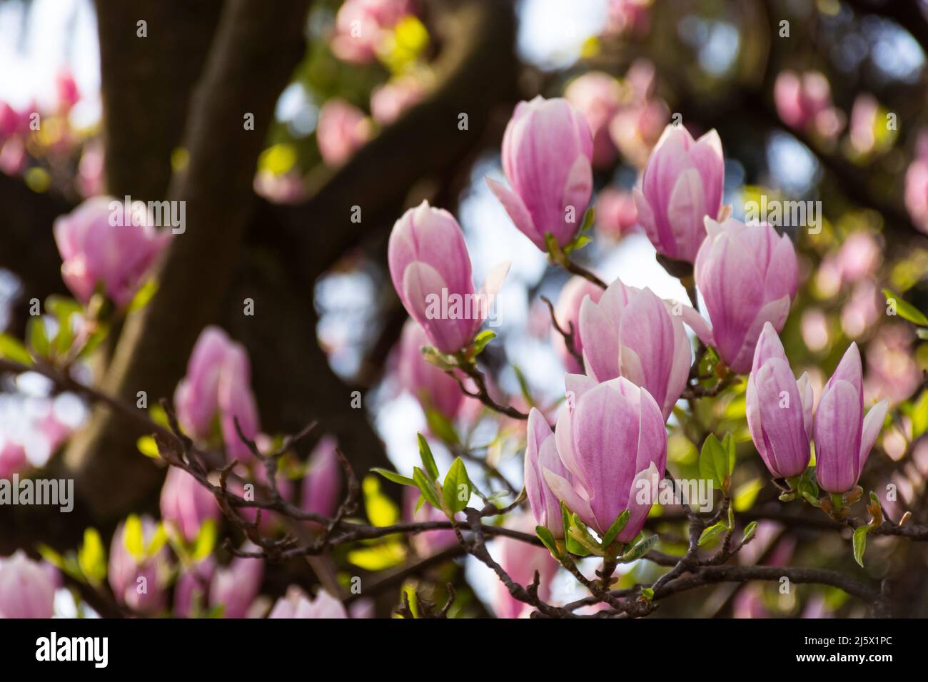 magnifique fleur de magnolia en été. fleur rose fraîche sur la branche. jardin naturel et doux Banque D'Images