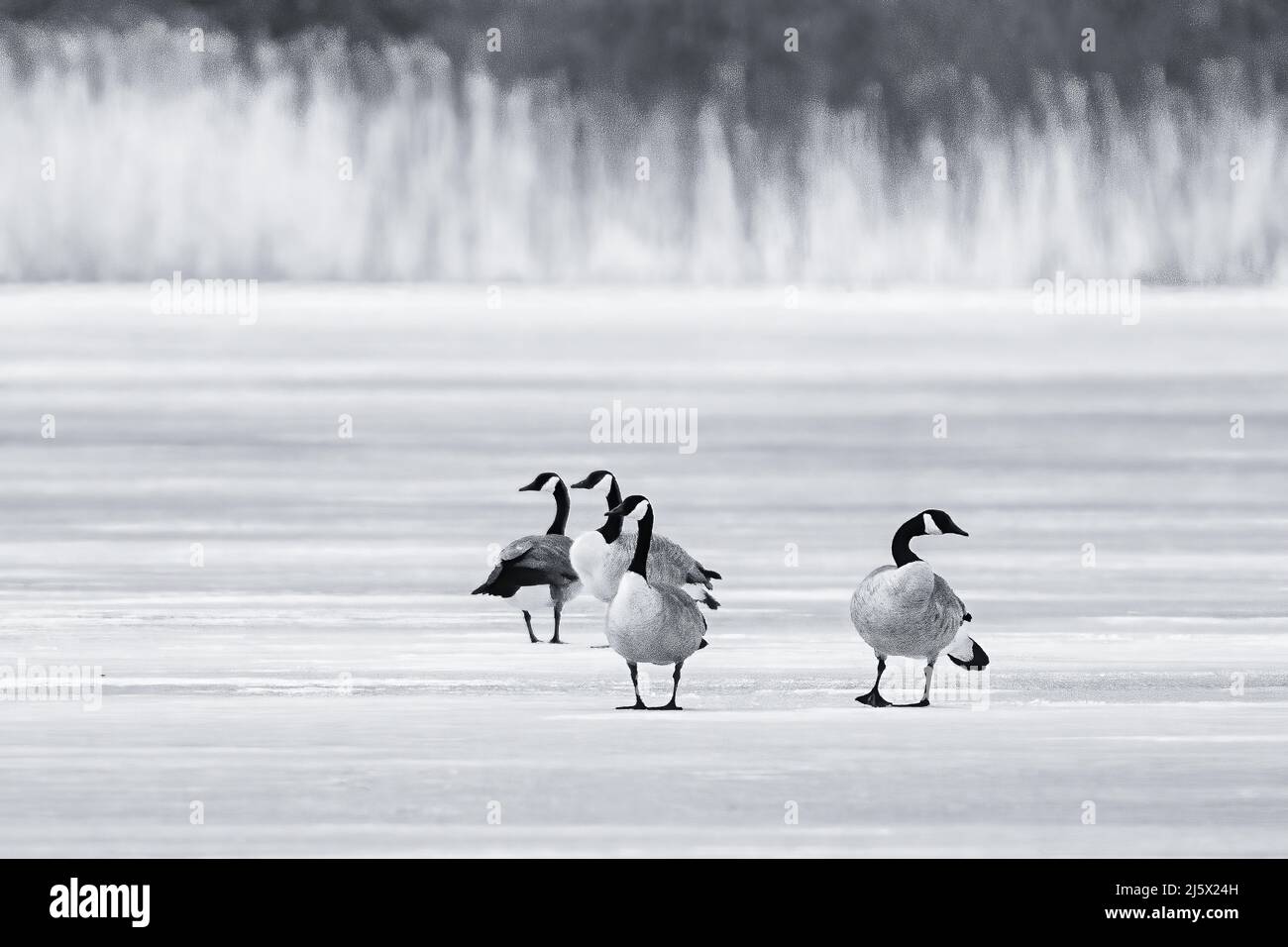J'ai photographié ces bernaches du Canada debout sur la glace sur un petit lac privé sans littoral dans le comté de Door, Wisconsin, elles semblent chercher de l'eau Banque D'Images