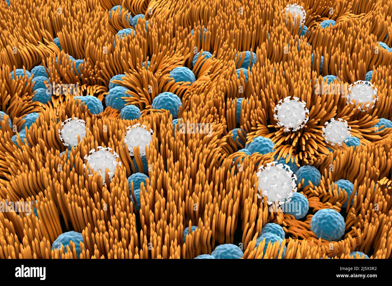 Virus Covid 19 bloqués sur la doublure de la trachée (surface) - vue isométrique 3D illustration Banque D'Images