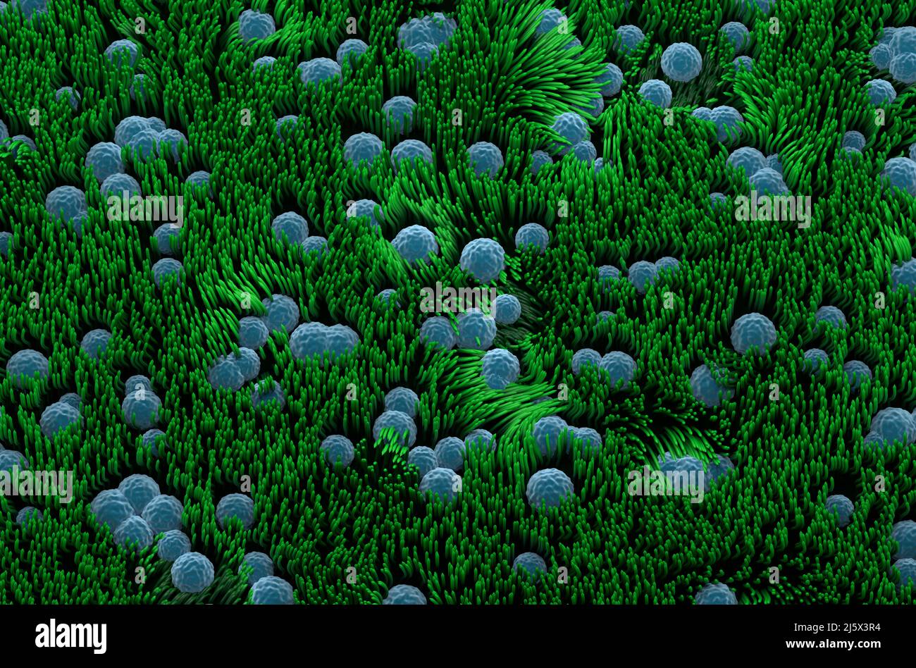 Doublure de la trachée (surface) - vue de dessus 3D illustration Banque D'Images