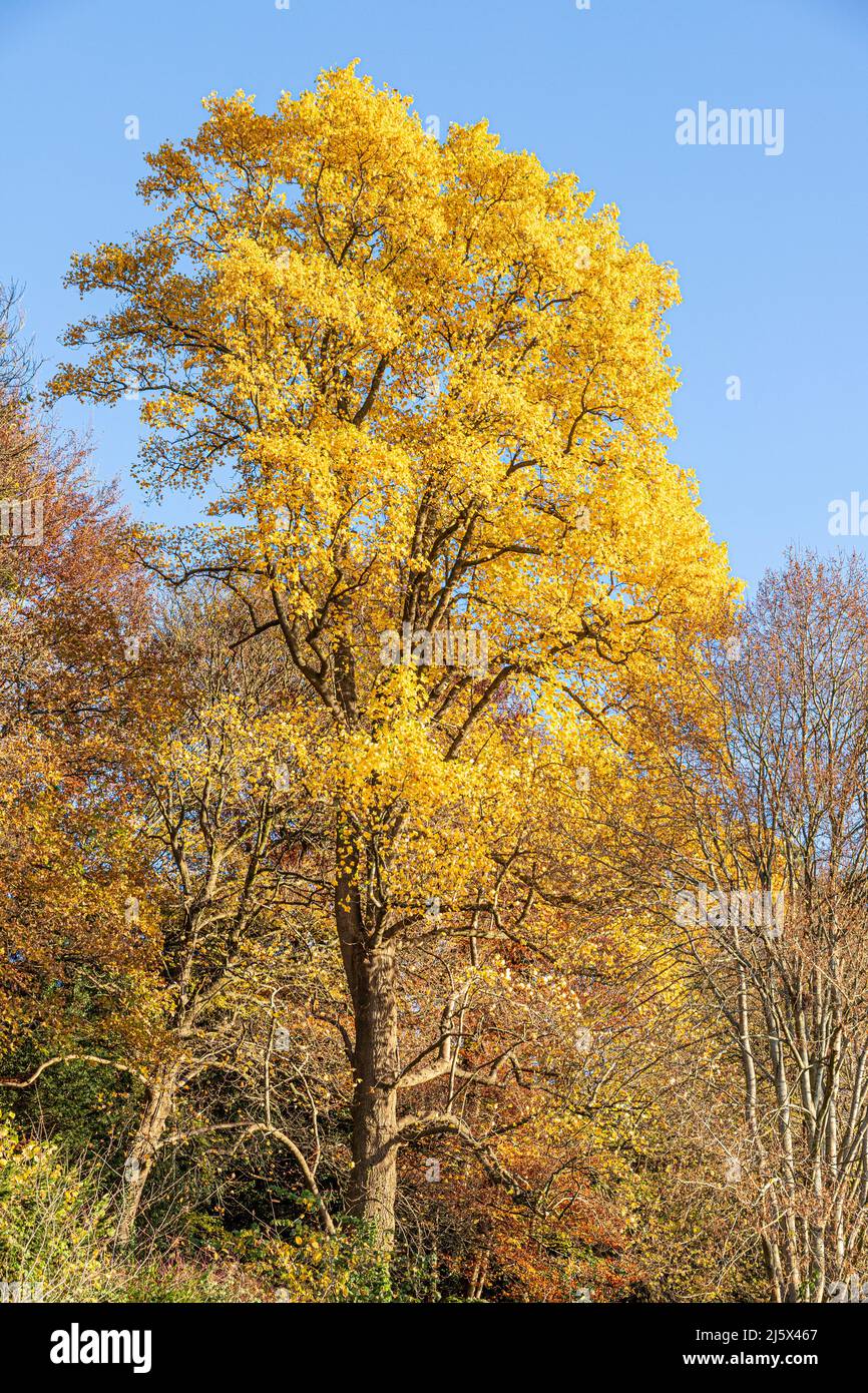 Automne dans les Cotswolds - Un arbre de tulipe dans la petite ville de Nailsworth, Gloucestershire, Angleterre Royaume-Uni Banque D'Images