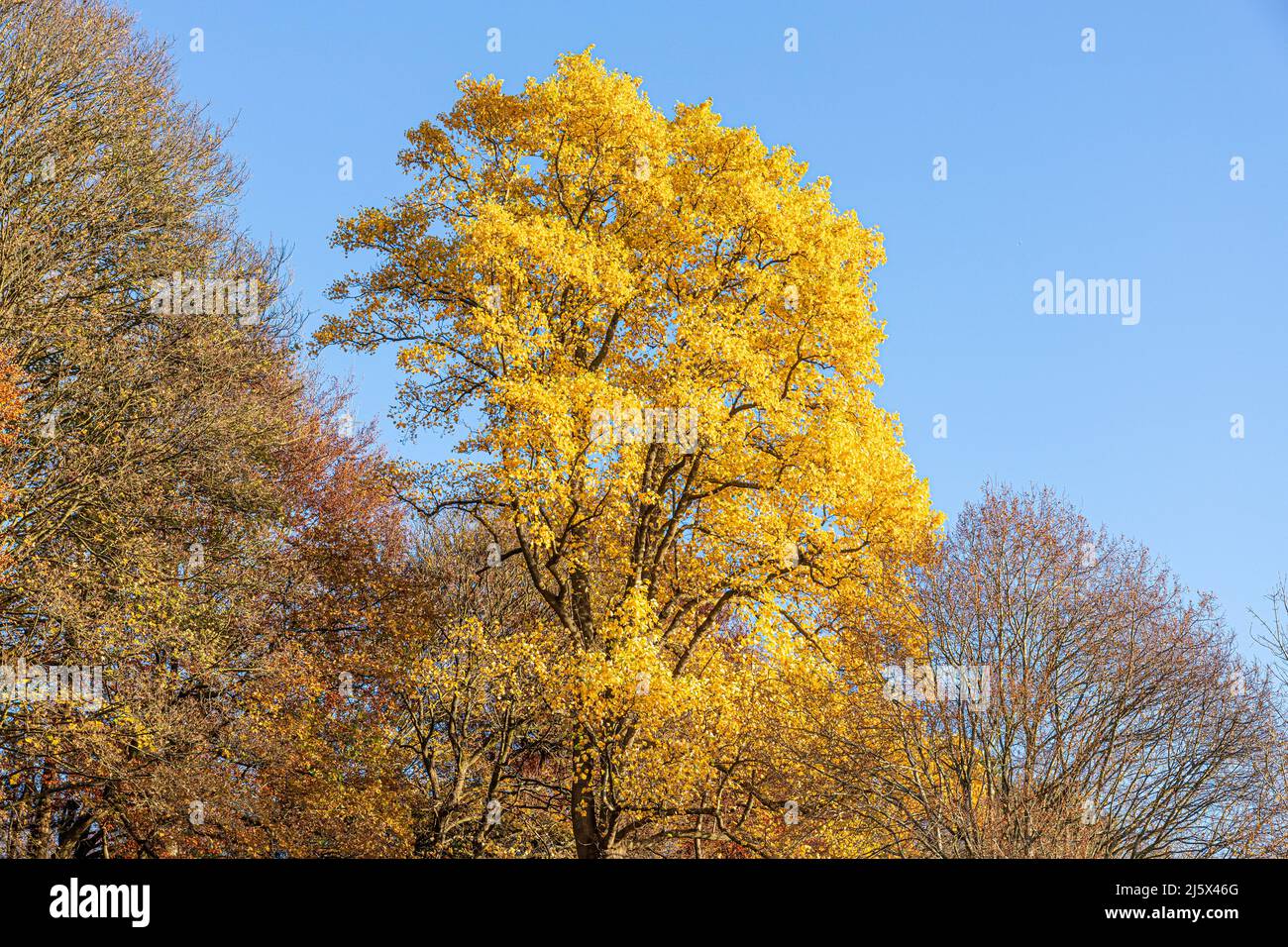 Automne dans les Cotswolds - Un arbre de tulipe dans la petite ville de Nailsworth, Gloucestershire, Angleterre Royaume-Uni Banque D'Images