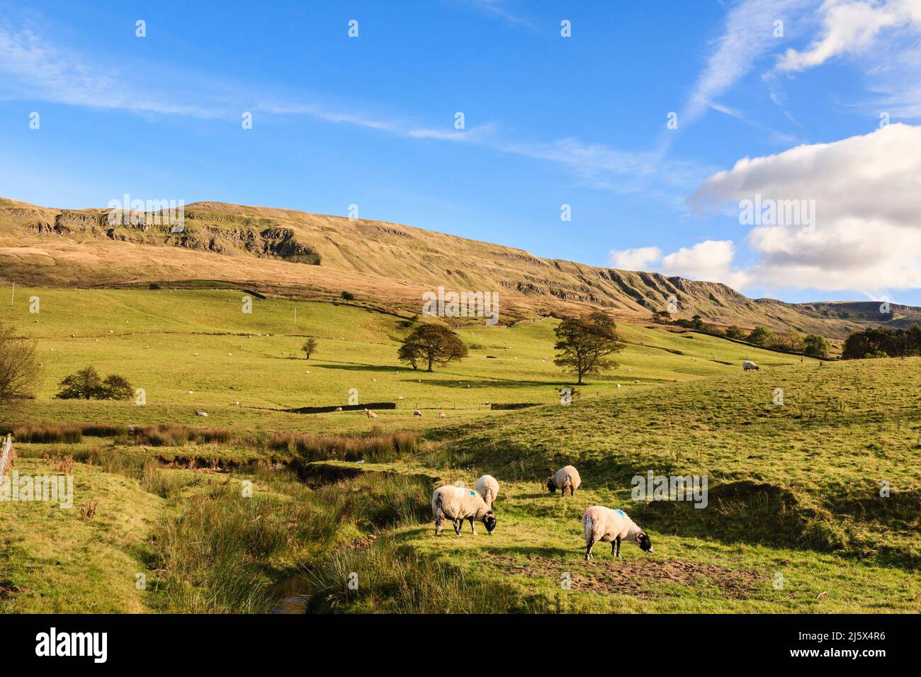 Moutons pâturage dans la campagne au-dessous de Birkedale commune. Outhgill, Kirkby Stephen, Mallerstang Valley, Upper Eden Valley, Cumbria, Angleterre, Royaume-Uni, Britai Banque D'Images