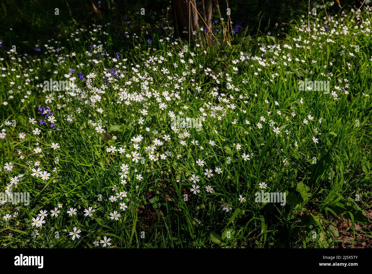 La croissance et la floraison du grand millepertuis (Stellaria holostea ou Rabelera holostea) au printemps près de Guildford, Surrey, dans le sud-est de l'Angleterre Banque D'Images