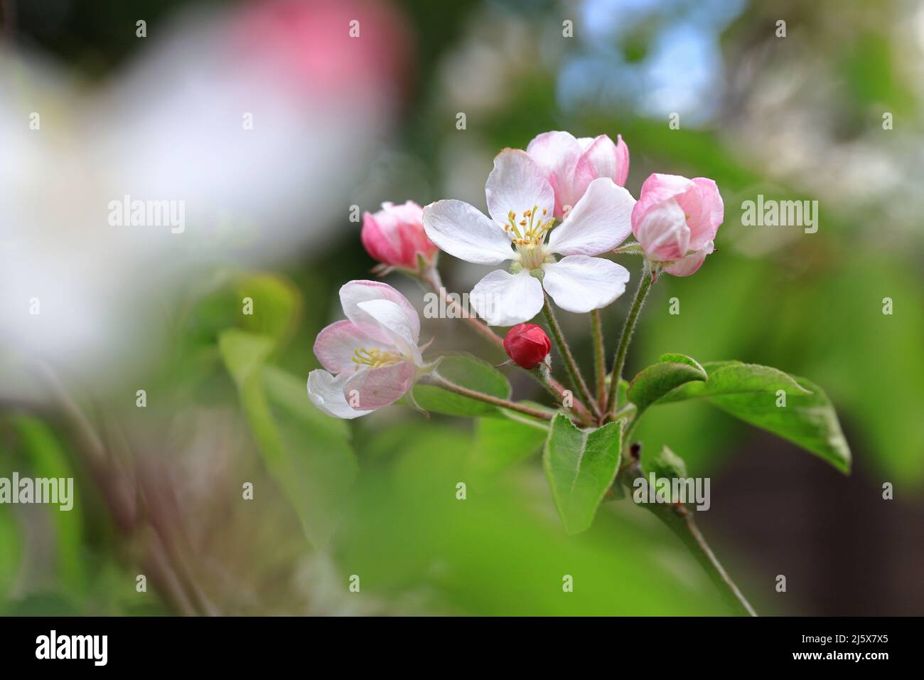 Fleurs printanières et bourgeons de pommiers sur pommier de jardin - accent sélectif sur les étamines avec fond de bokeh et premier plan Banque D'Images