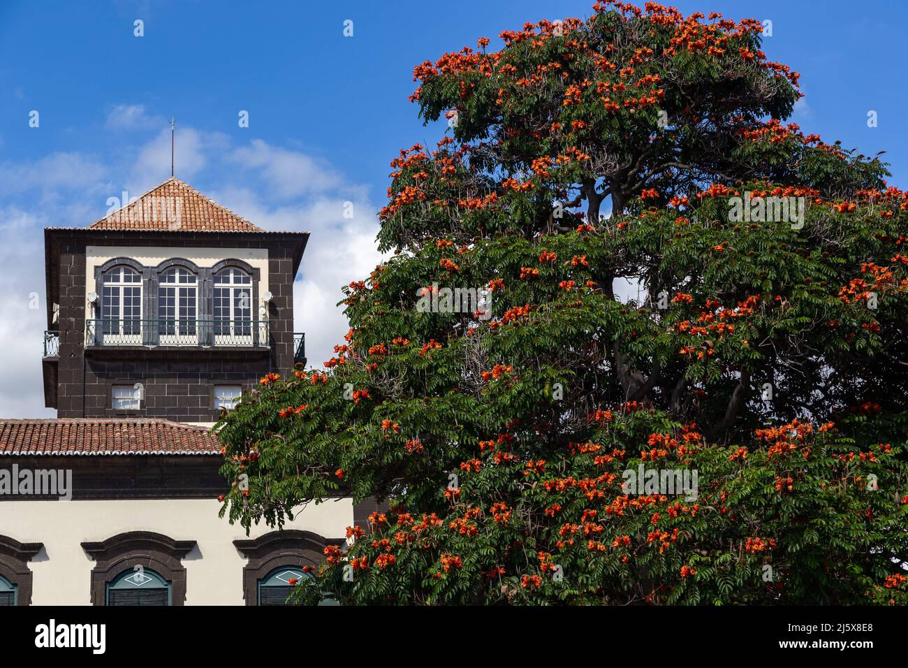 FUNCHAL, PORTUGAL - 29 AOÛT 2021 : c'est la couronne d'un tulipe africain près d'un bâtiment historique dans le centre-ville. Banque D'Images