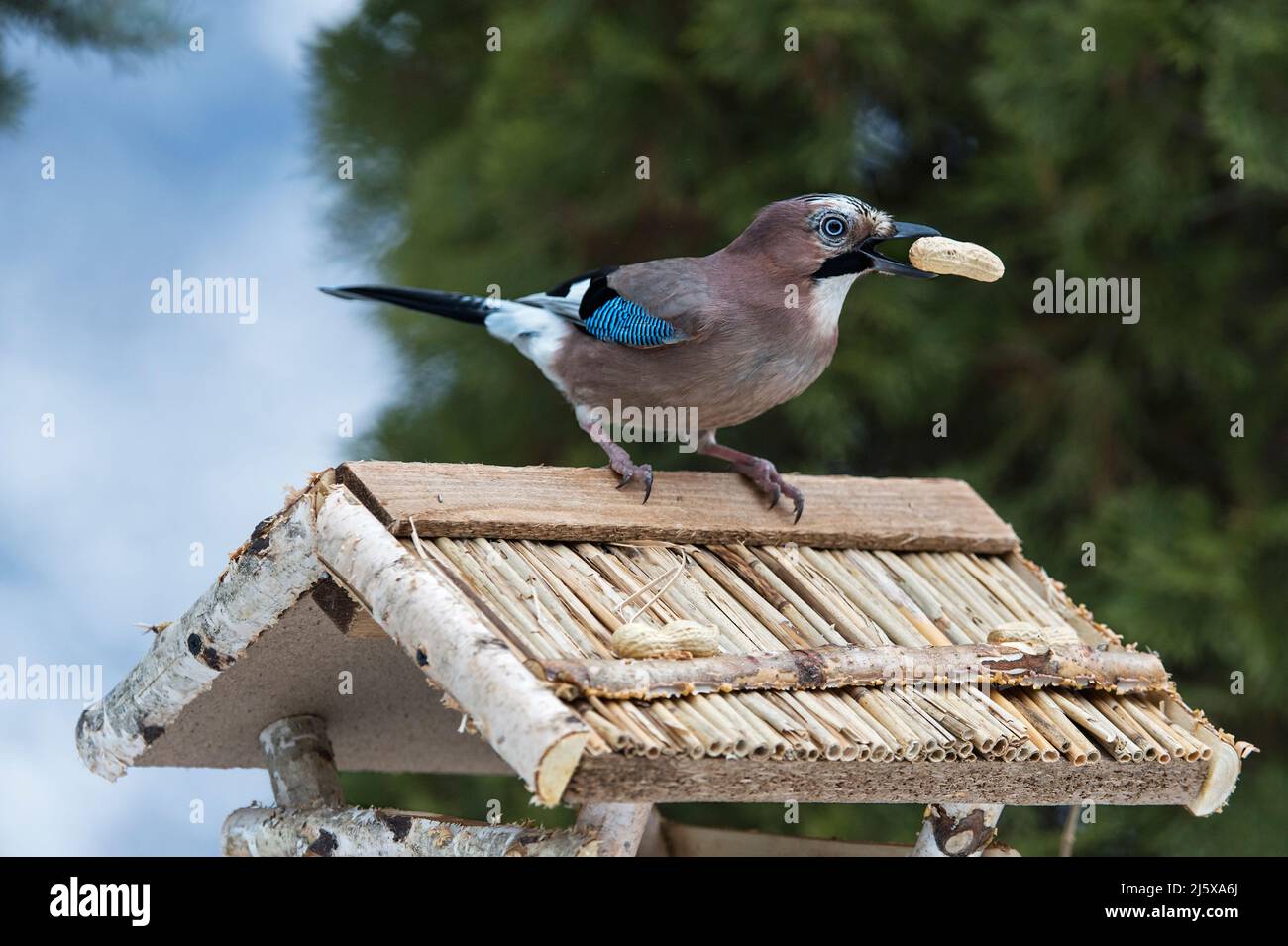 geai eurasien (Garrulus glandarius) avec une arachide dans le peck sur un mangeoire à oiseaux pendant l'hiver, Valais, Suisse Banque D'Images