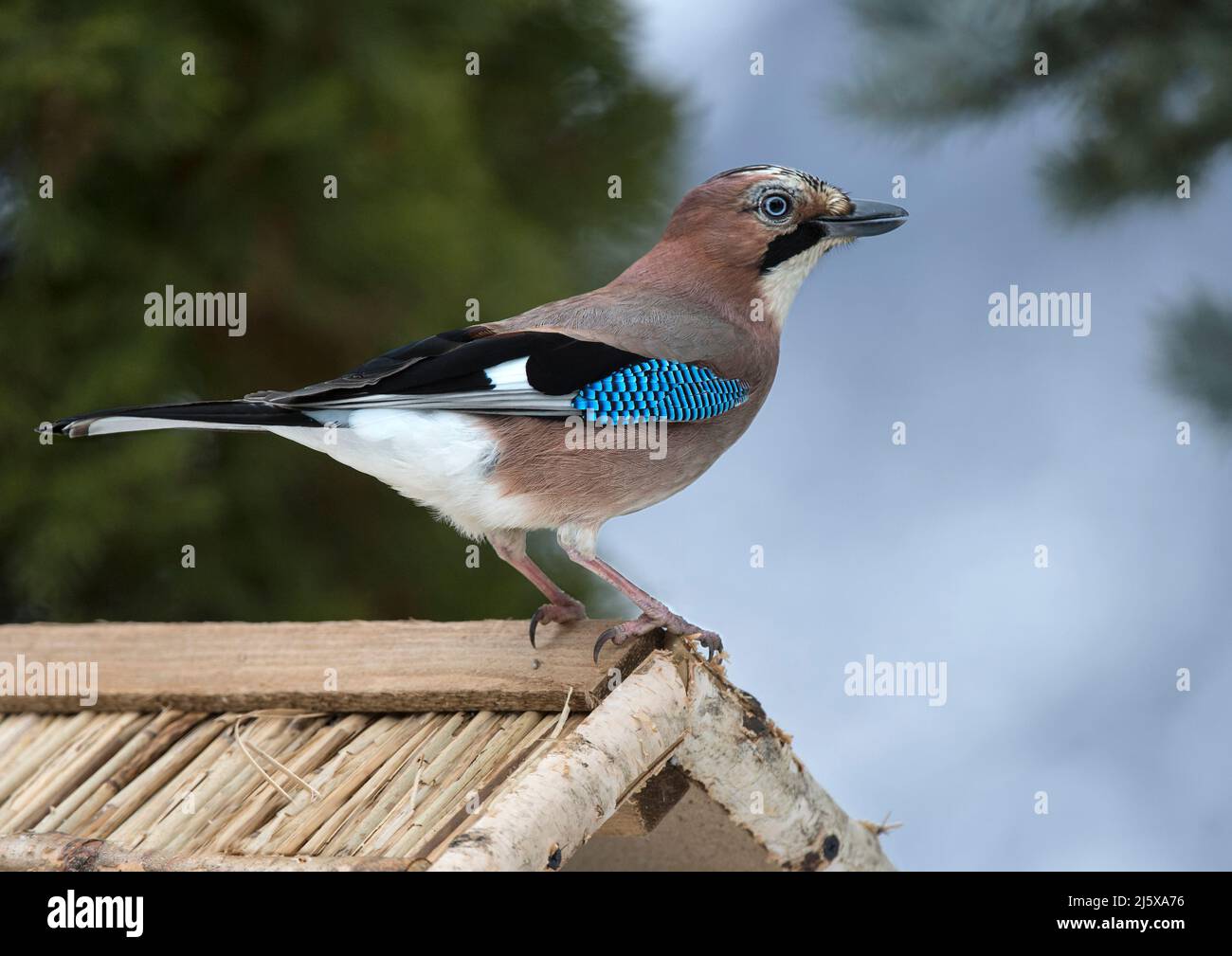 geai eurasien (Garrulus glandarius) sur un mangeoire à oiseaux pendant l'hiver, Valais, Suisse Banque D'Images