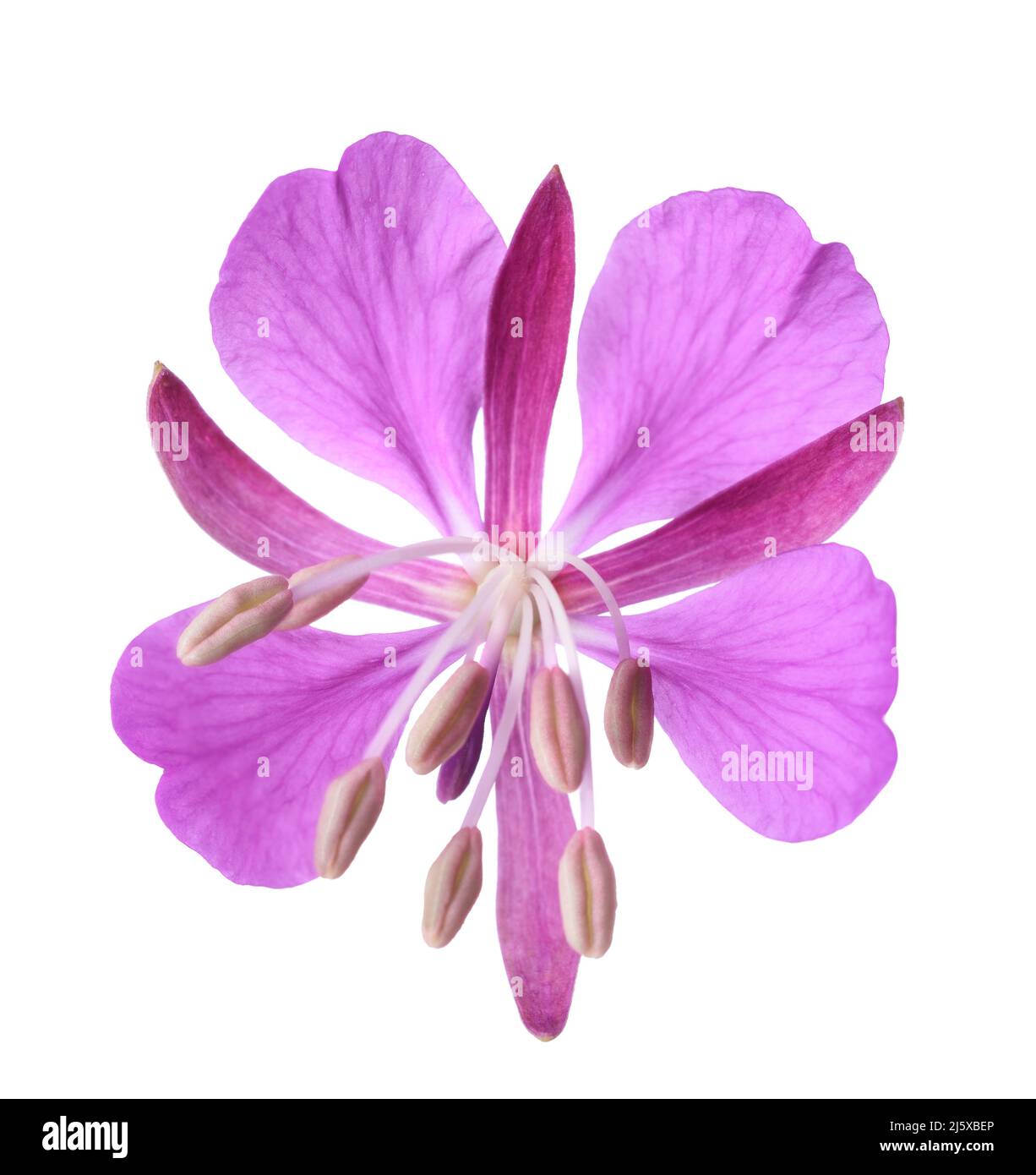 Tête de fleur de l'herbe de saule isolée sur fond blanc Banque D'Images