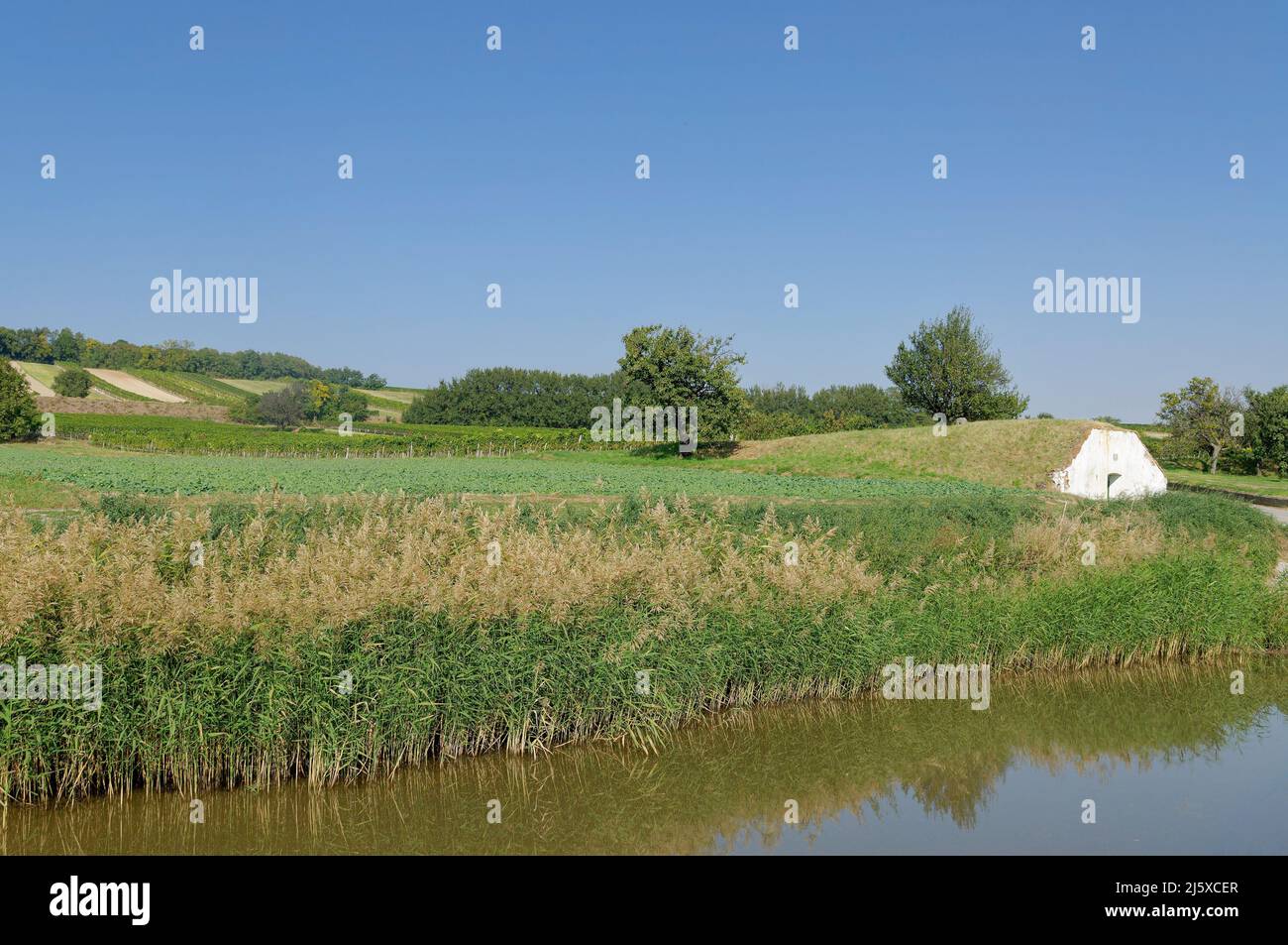 Paysage viticole avec cave à vin à Prellenkirchen, basse-Autriche, Autriche Banque D'Images