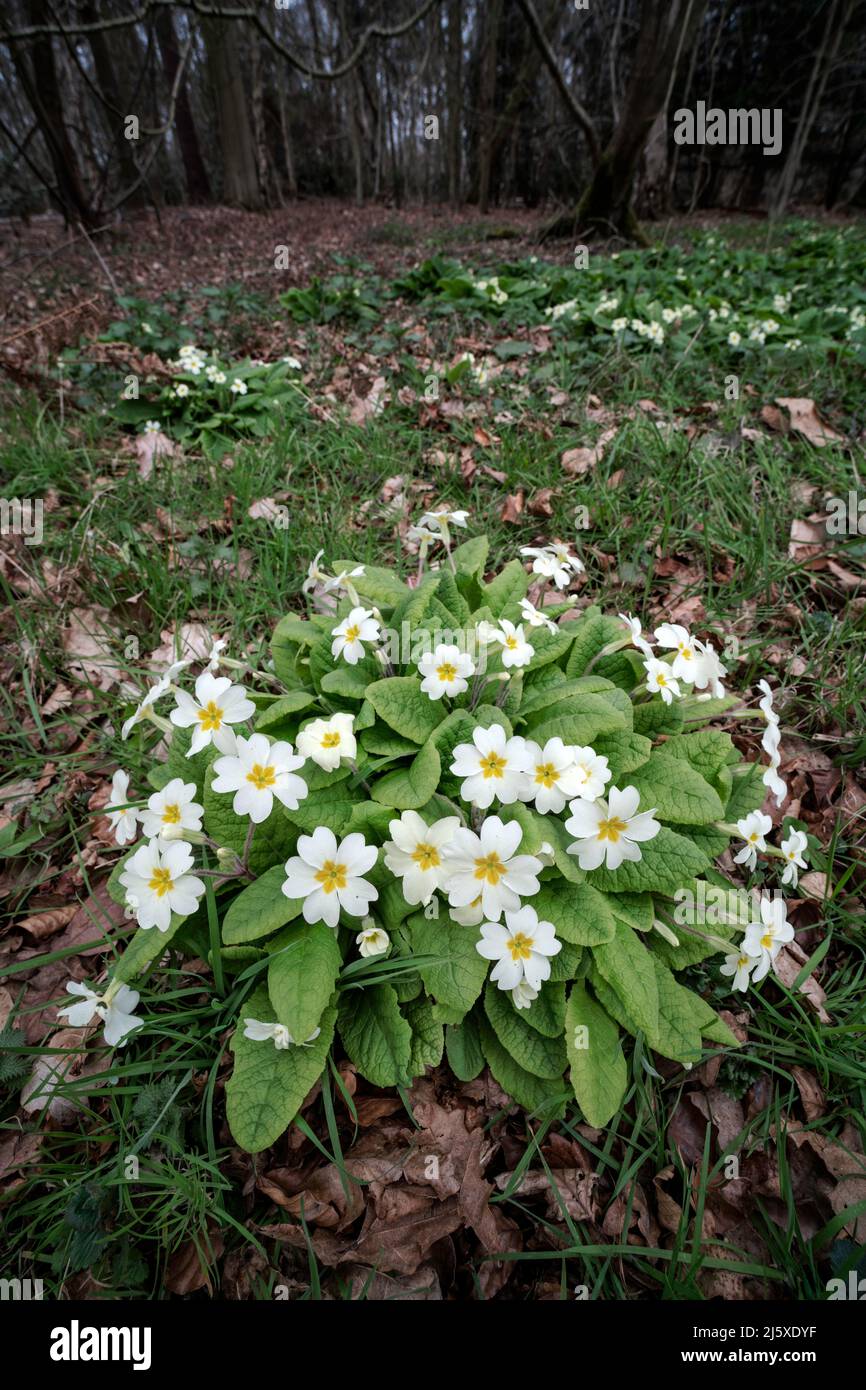 Primrose, Primula vulgaris, plante à fleurs dans le cadre boisé Norfolk, mars Banque D'Images