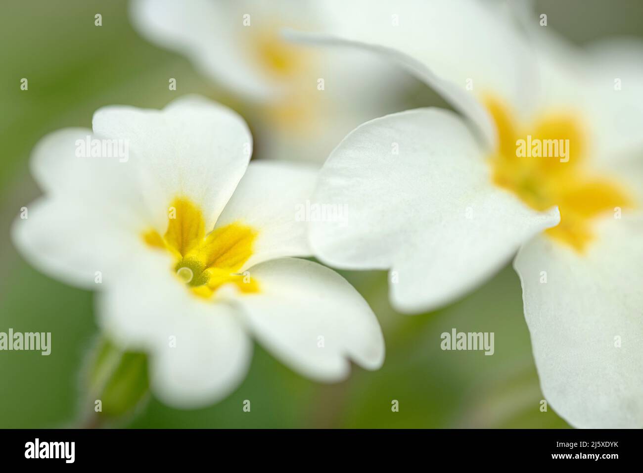 Primrose, Primula vulgaris, gros plan des fleurs Norfolk, mars Banque D'Images