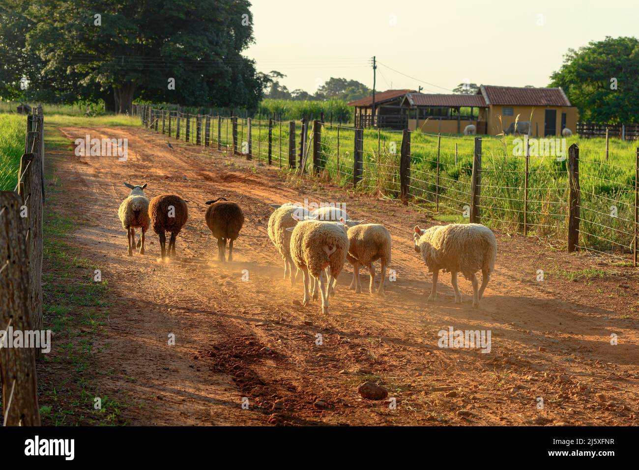 Moutons marchant calmement le long d'une route de terre d'une ferme dans une belle fin d'après-midi. Arrière-plan de la ferme. Banque D'Images