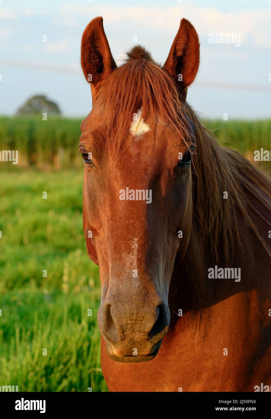 Portrait d'un beau cheval brun au coucher du soleil, paysage flou d'un pâturage de ferme sur le fond. Banque D'Images