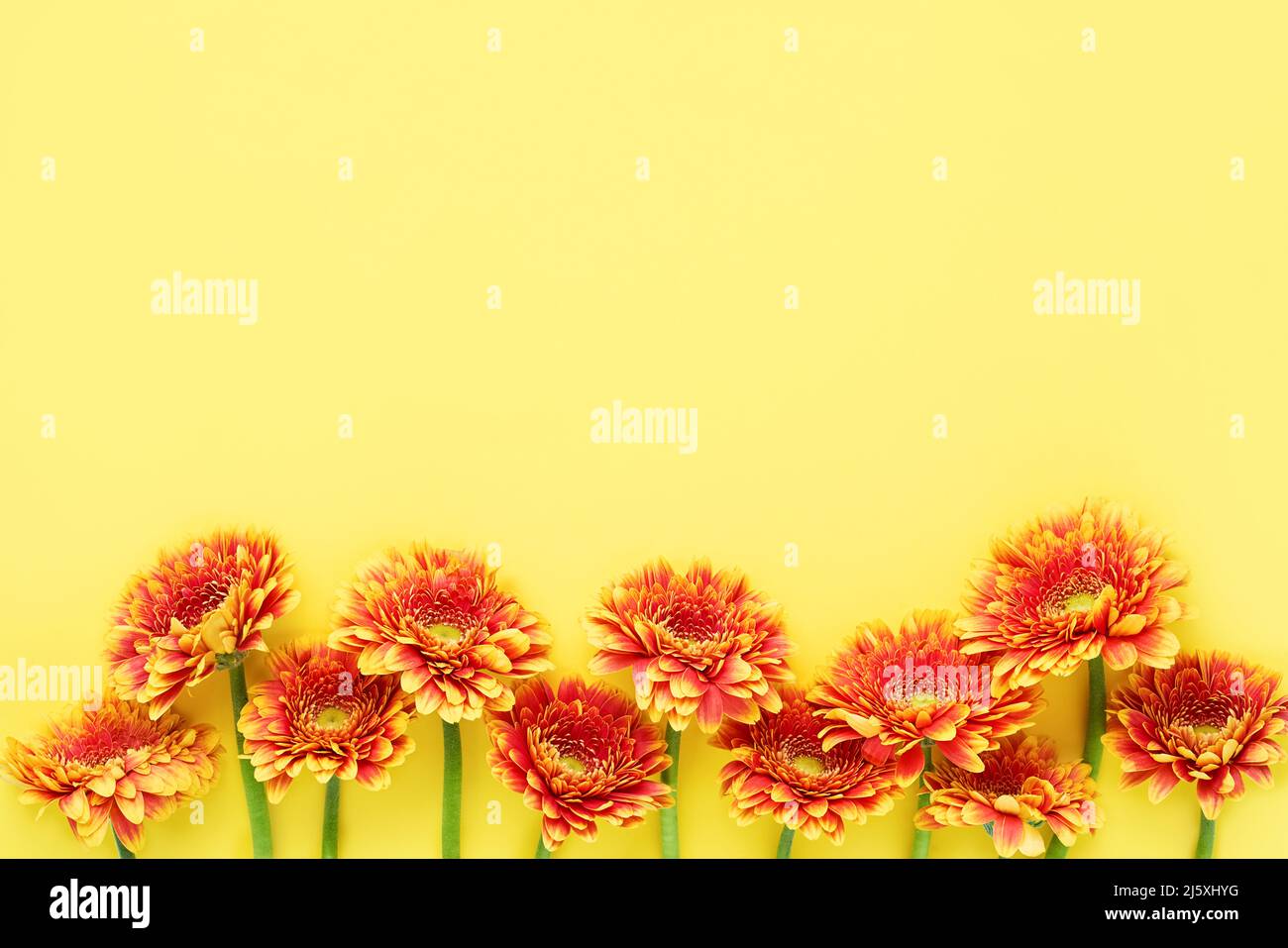 Gerberas orange vif sur fond jaune. Fête des mères, jour de la Saint-Valentin, concept d'anniversaire. Vue de dessus, espace de copie pour le texte Banque D'Images