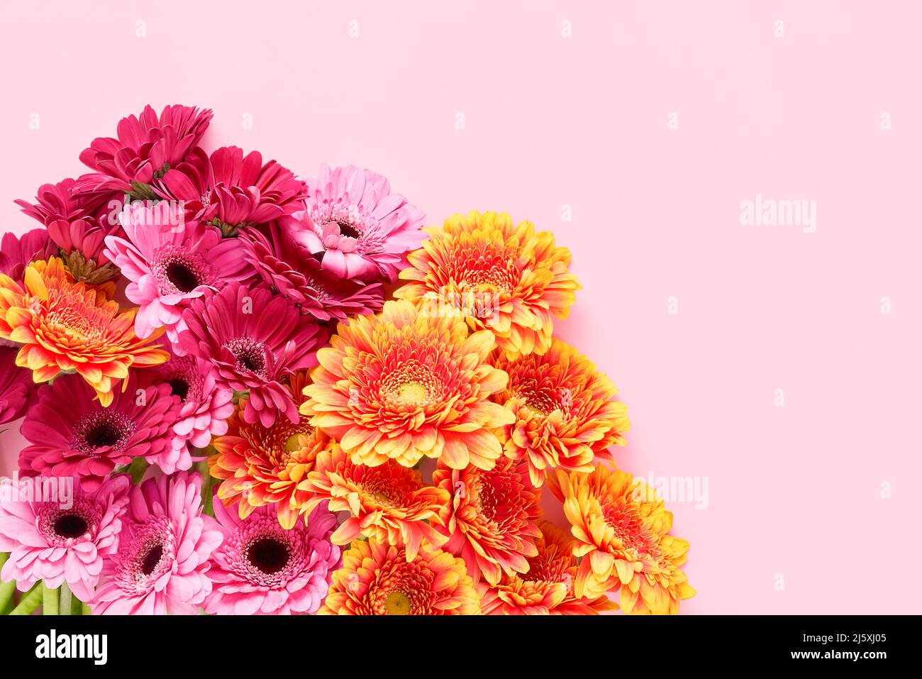 Bouquet de gerberas multicolores sur fond rose. Fête des mères, jour de la Saint-Valentin, concept d'anniversaire. Vue de dessus, espace de copie pour le texte Banque D'Images