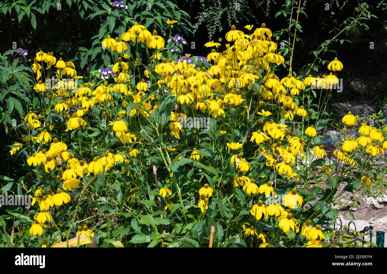 Rudbeckia laciniata (fleur en forme de feuille, fleur en forme de feuille jaune, fleur d'or sauvage, fleur en forme de feuille verte, fleur en forme de feuille verte) qui grandit en été. Banque D'Images