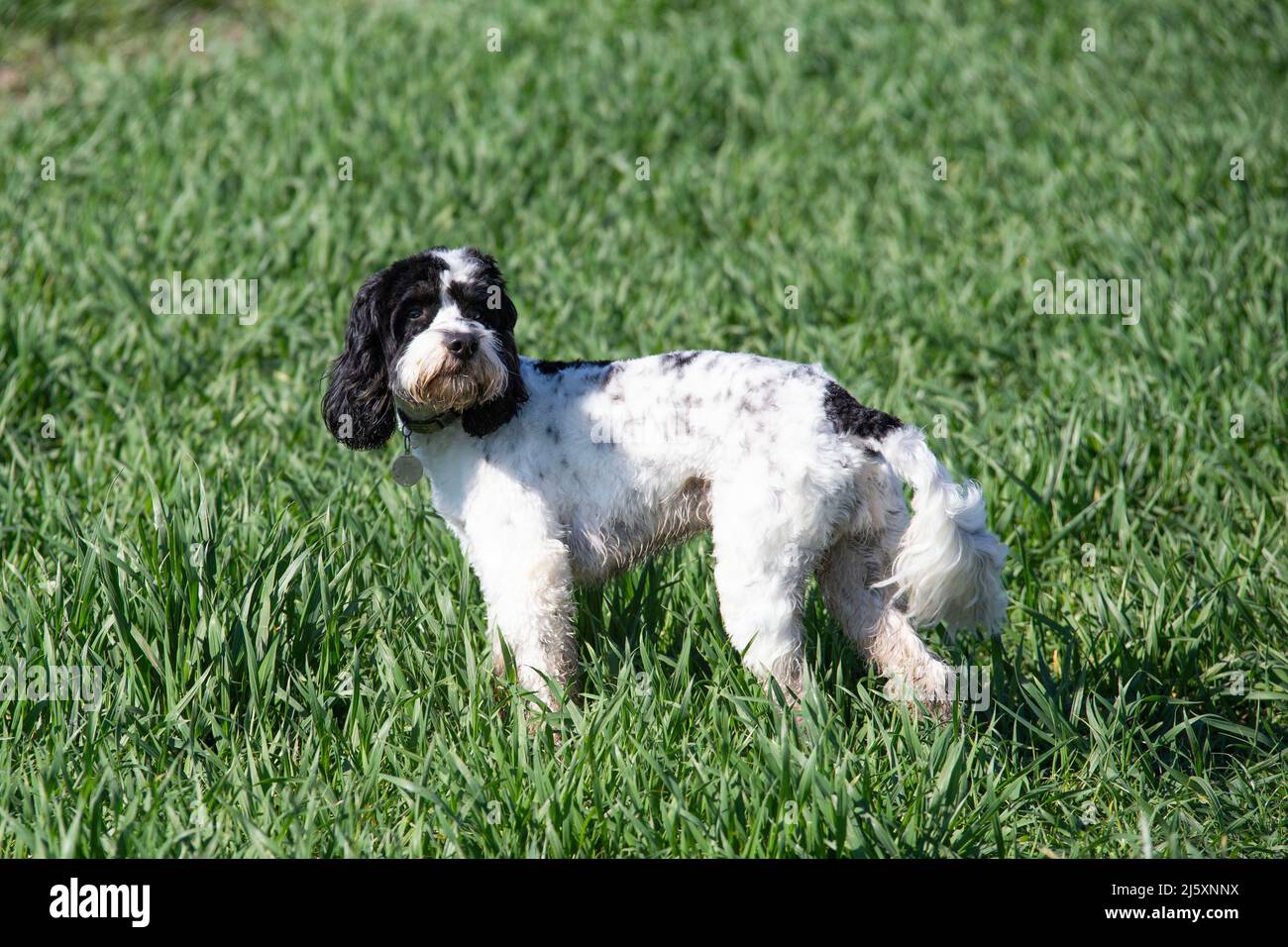 Adorable coq Banque D'Images