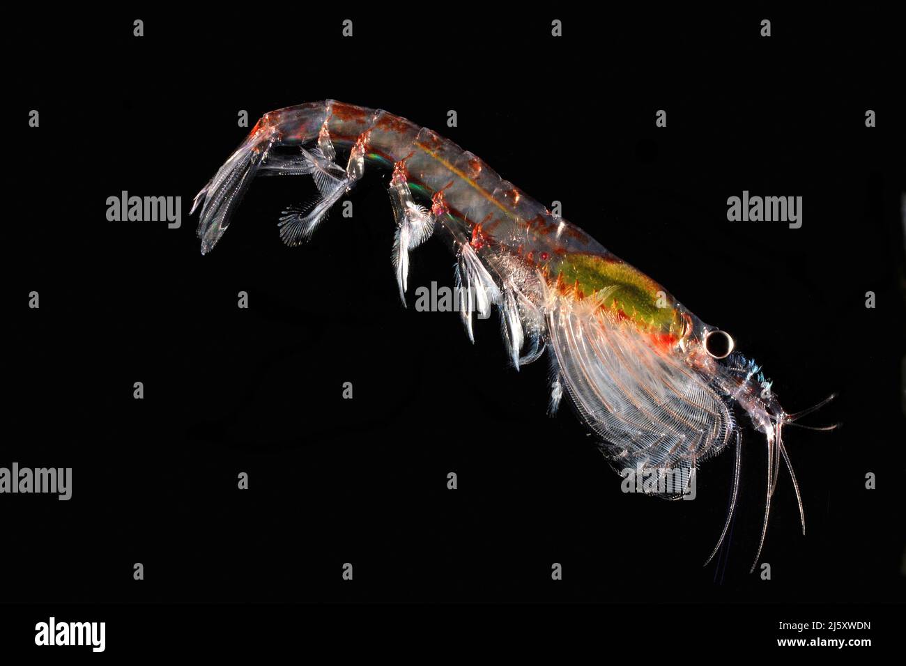Antarktischer krill (Euphausia superba), in der Antarktis | Antarctic krill (Euphausia superba) dans l'Antarctique Banque D'Images