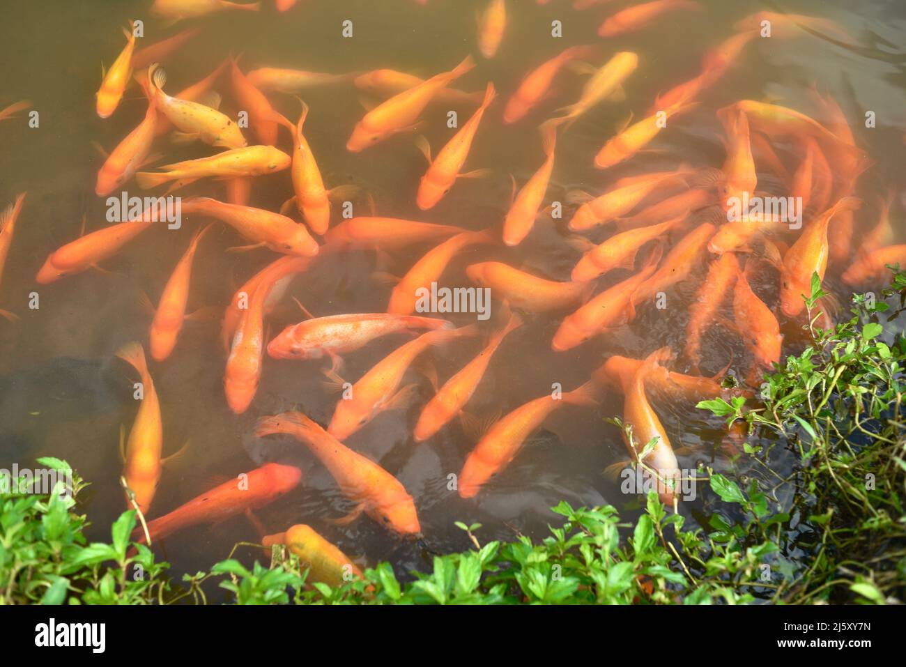 Poisson Midas Cichlid de couleur orange dans un lac d’eau douce créé au jardin botanique de Ho’omaluhia sur l’île d’Oahu, Kaneohe, Hawaii, Etats-Unis Banque D'Images