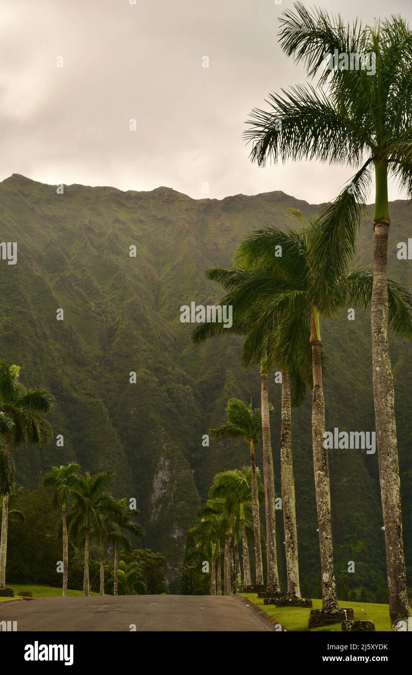 Chemin d'entrée bordé de palmiers vers le parc mémorial et cimetière de la Vallée des temples, montagnes Ko'olau en arrière-plan, sur l'île d'Oahu, Hawaï, États-Unis Banque D'Images